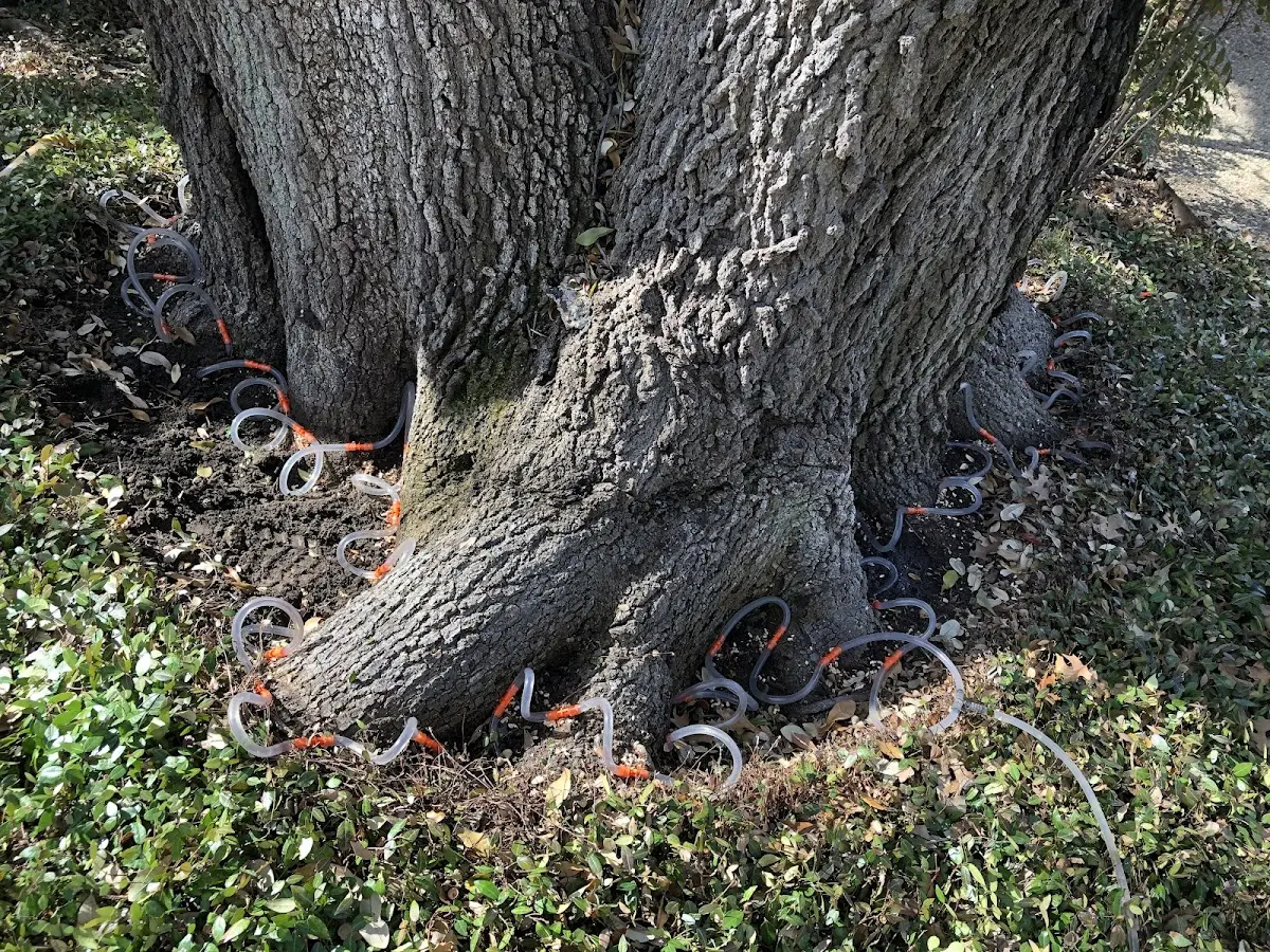 Detailed Tree Cabling and Bracing job site in Mc Lemoresville