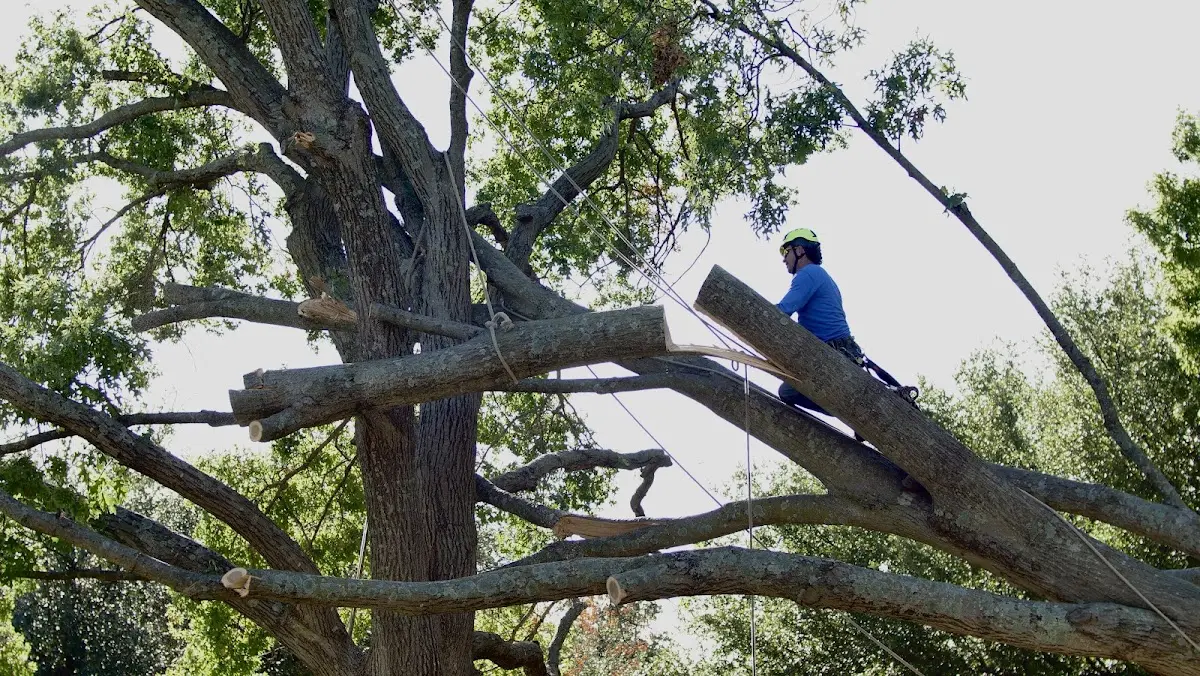 Professional Crown Thinning performed by certified arborists in Mc Lemoresville