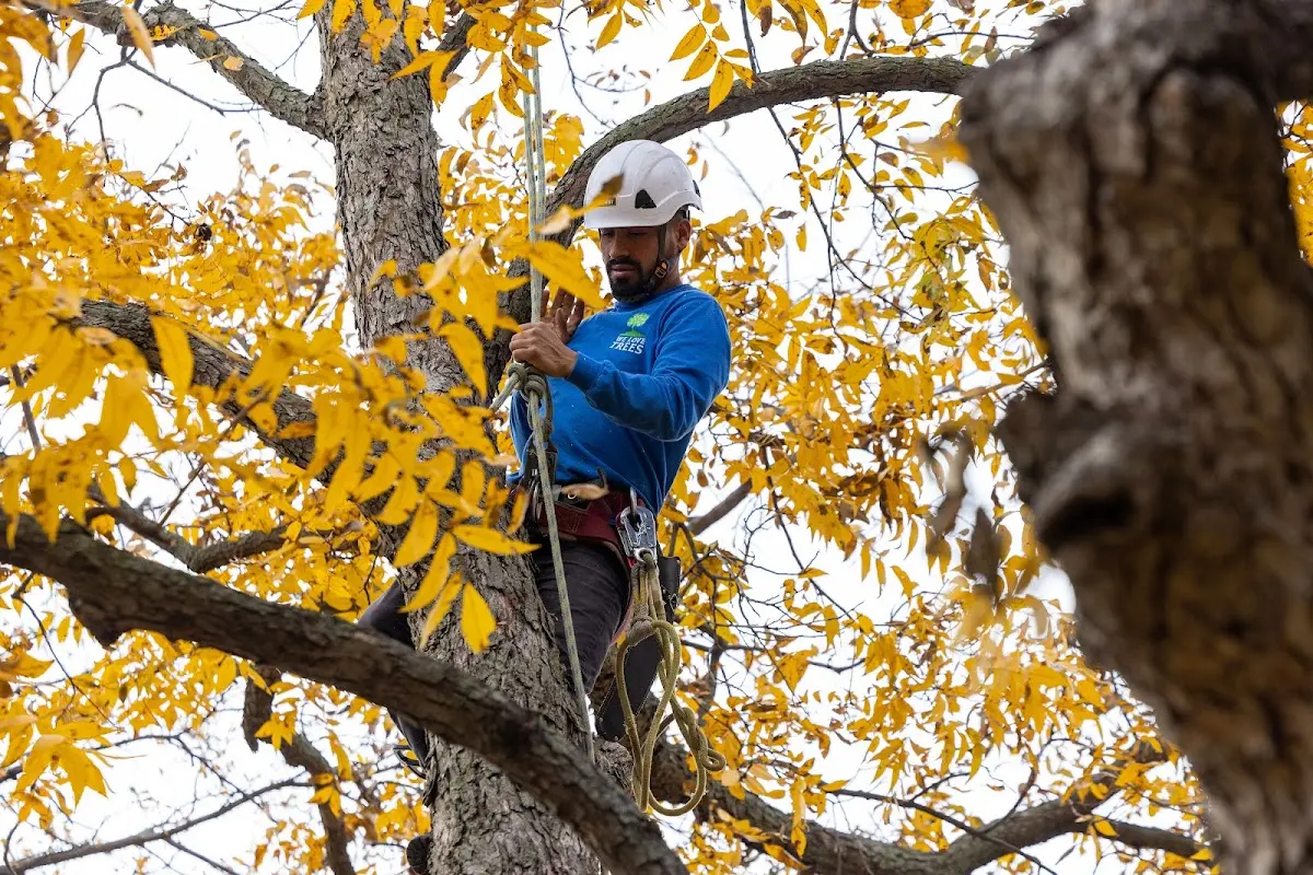 Skilled Tree Pruning crew working in Mc Lemoresville