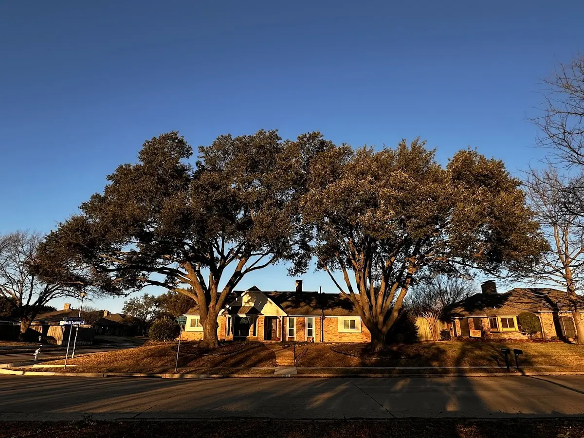Established residential canopy tree shading a home in Mc Lemoresville