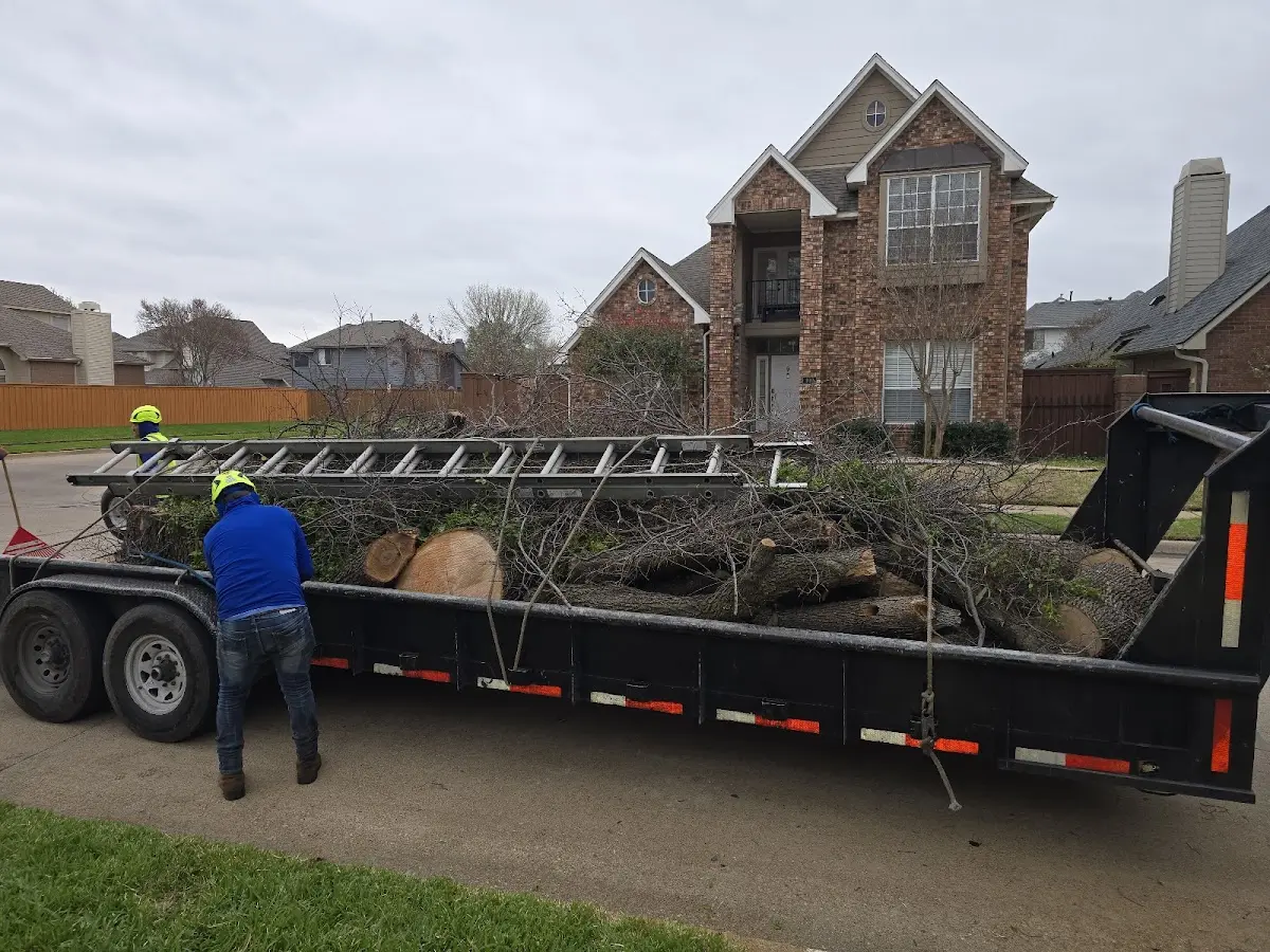Expert Tree Removal with proper safety equipment in Mc Lemoresville
